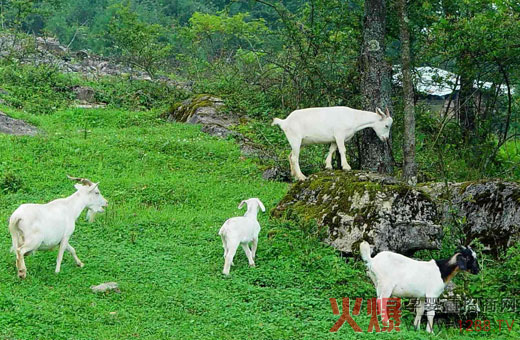 �������ݸ��|(zh��)���˜� ���̷��I(l��ng)��(d��o)Ʒ��