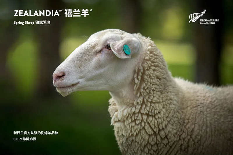 Spring Sheep���dȫ�d����׃��̷�����^ע���@�G����CBME05.jpg