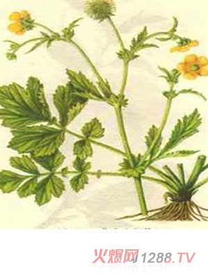 ����ӡ����󱾲�